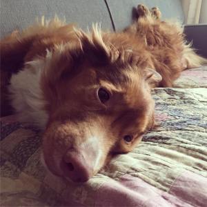 14718523_714571402051776_4658929279998885888_n(1)